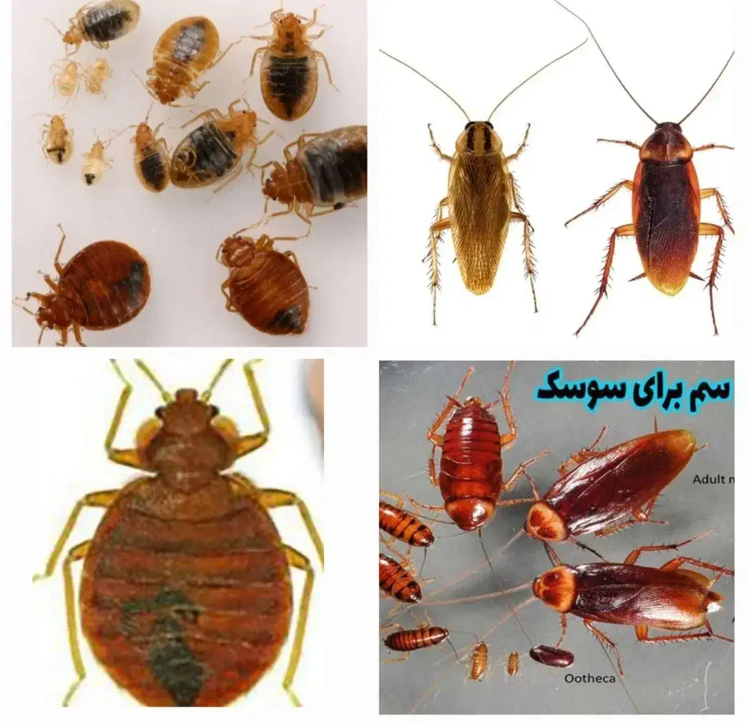 سمپاشی حشرات 100%تضمینی کل حشرات موزی ساس سوسک بید|خدمات نظافت|تهران, تجریش|دیوار