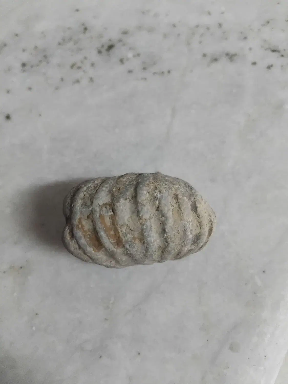 سنگ فسیل|کلکسیون اشیاء عتیقه|مشهد, استاد یوسفی (شهرک غرب)|دیوار