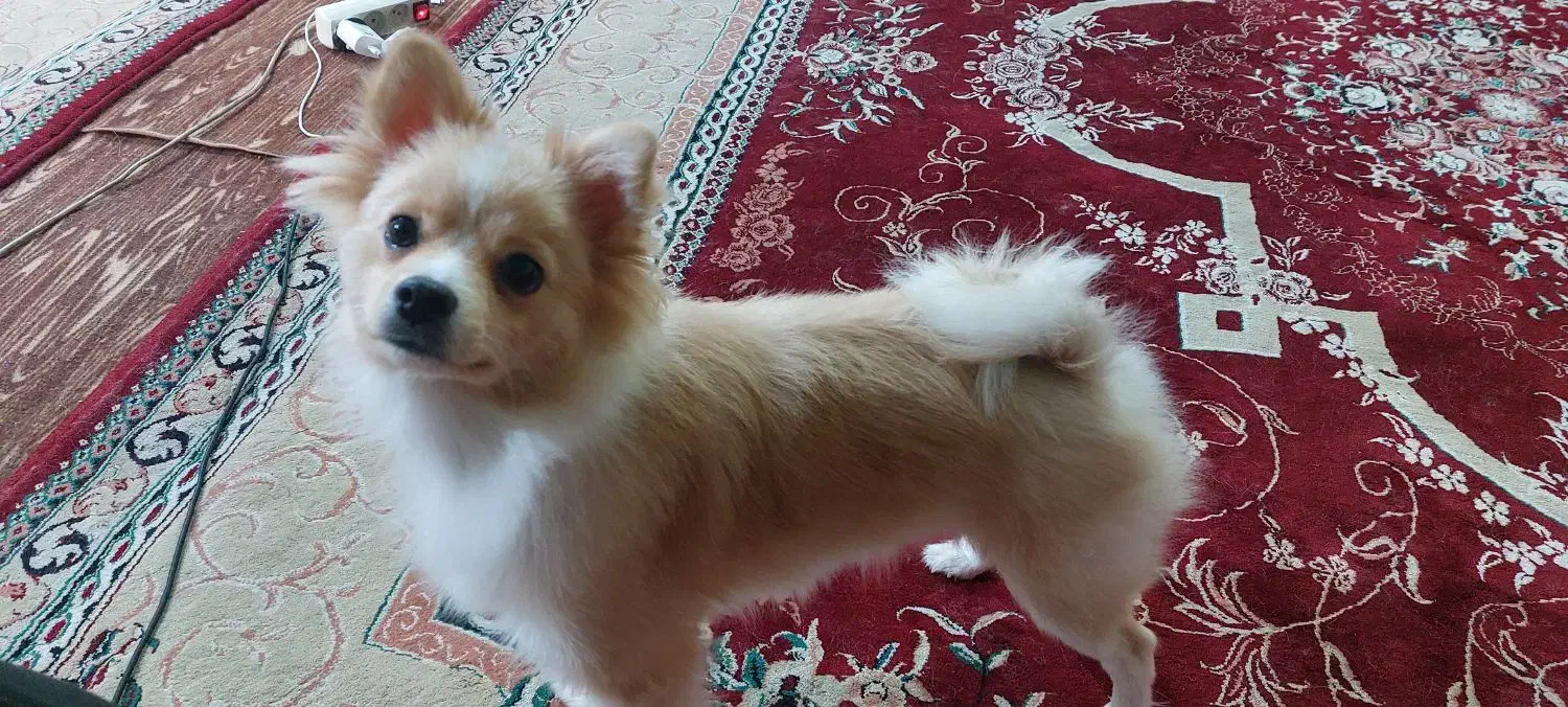 سگ واگذاری|سگ|قائمشهر, |دیوار