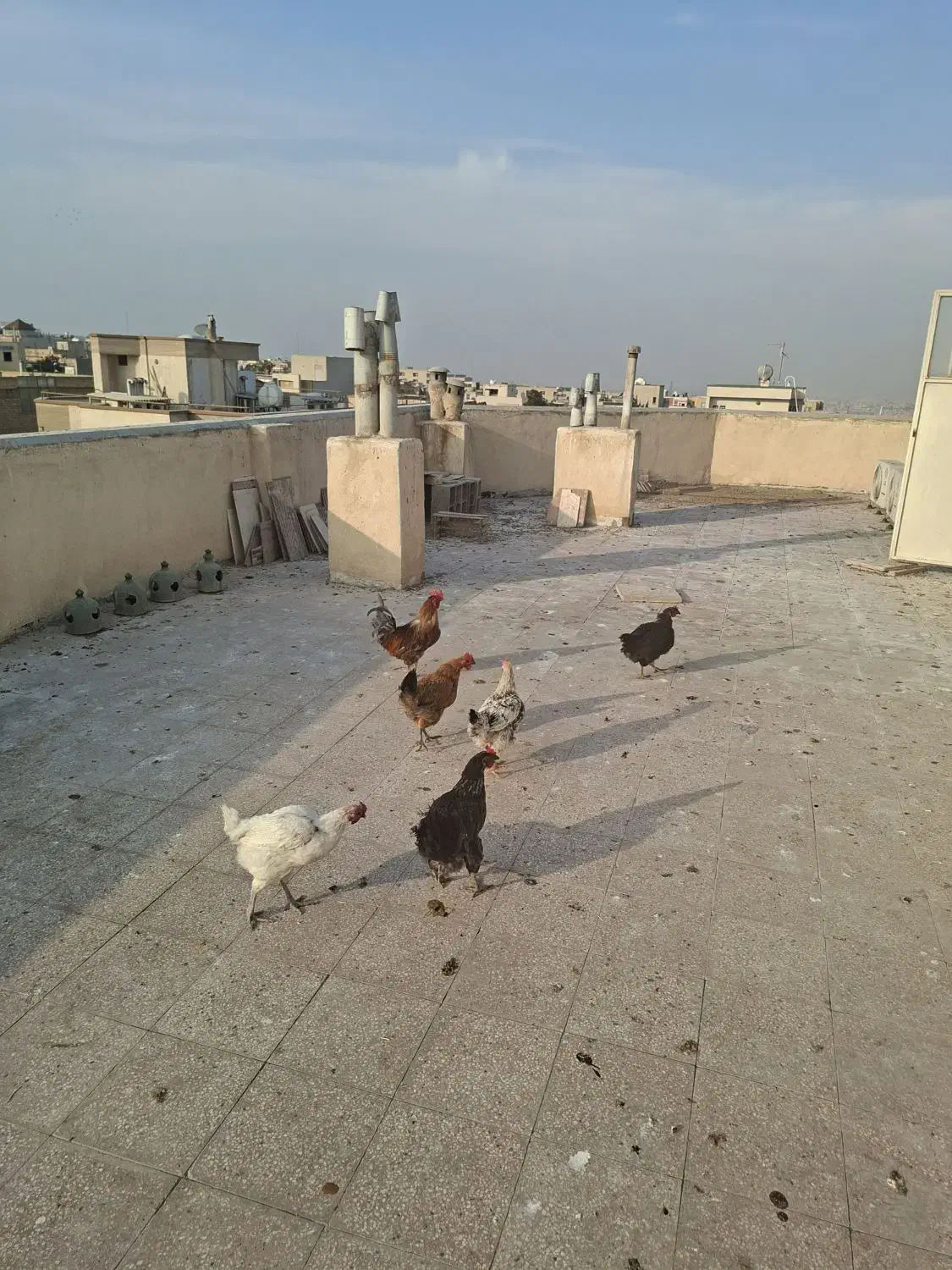 مرغ|حیوانات مزرعه|اصفهان, کوی امام جعفر صادق|دیوار