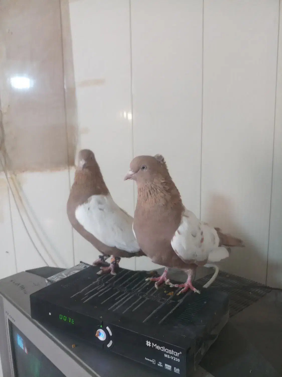 طوقی وسینه ودمبی|پرنده|شیراز, تندگویان|دیوار