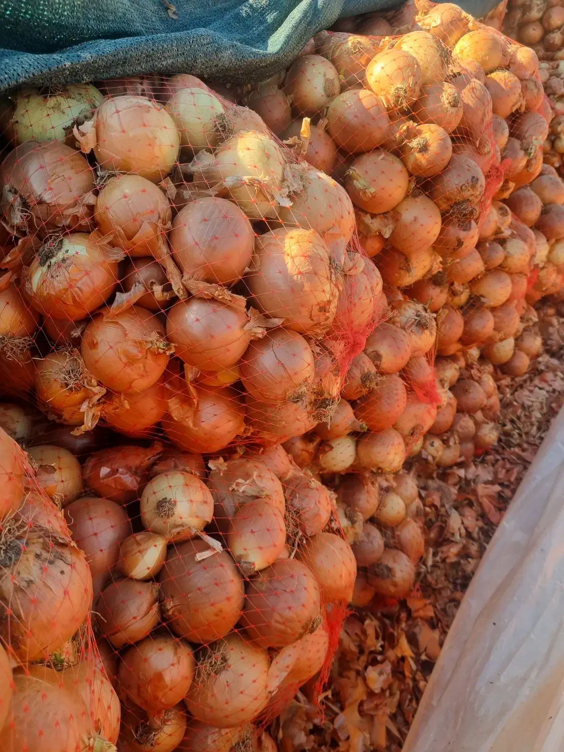 پیاز ی|حراج|تهران, میدان میوه و ترهبار مرکزی|دیوار