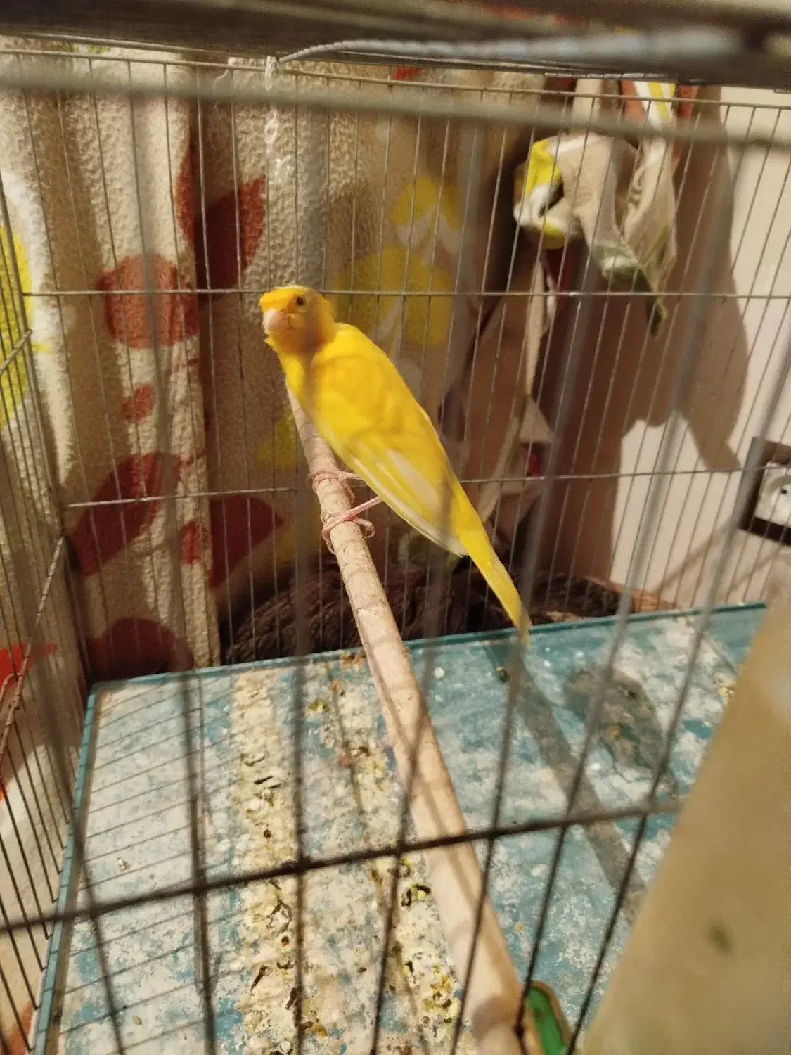 قناری نر|پرنده|خرامه, |دیوار