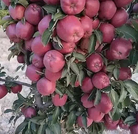 نهالستان عمده و خرده سهند|خدمات باغبانی و درختکاری|تبریز, |دیوار