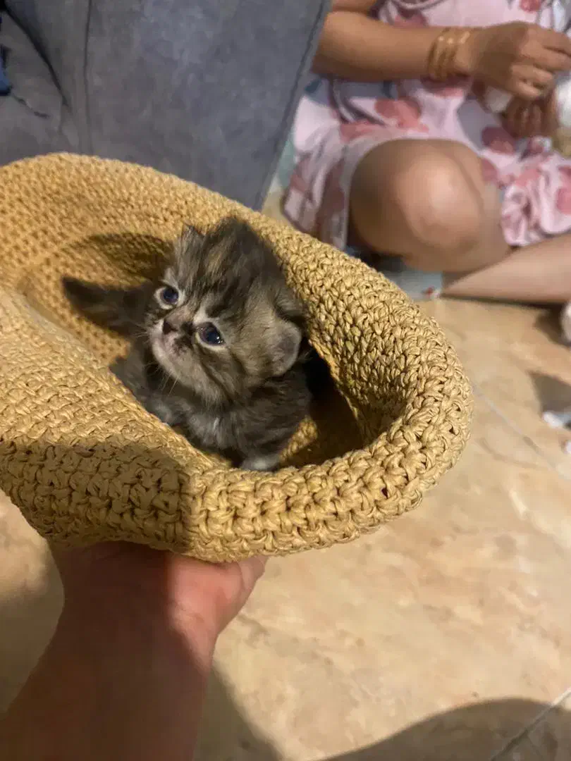 گربه هیمالین|گربه|بندر انزلی, بی بی حوریه|دیوار