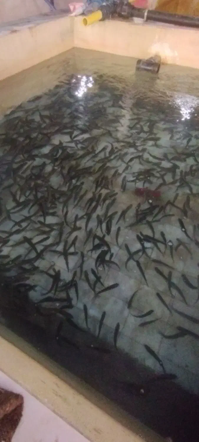 بچه ماهی قزل آلا ایرانی برند شیروانی حدود ۴۰ گرم|ماهی|نورآباد, |دیوار