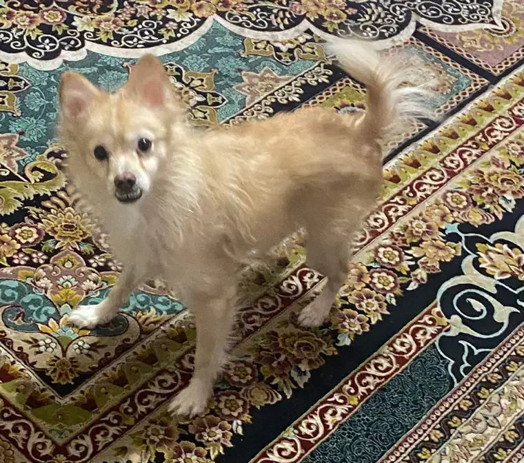 سگ پامر پاکوتاه|سگ|کرج, شاهینویلا|دیوار