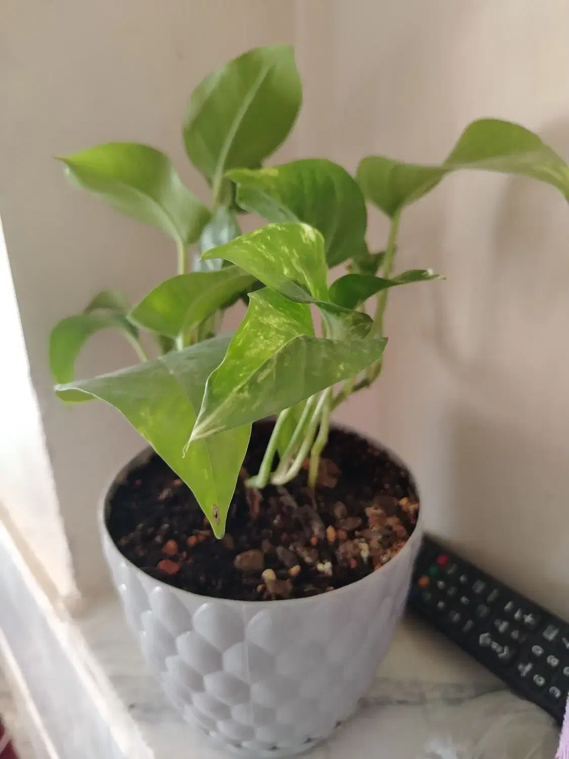 گل لوبیا (پتوس)|گل و گیاه طبیعی|نجفآباد, امام خمینی|دیوار