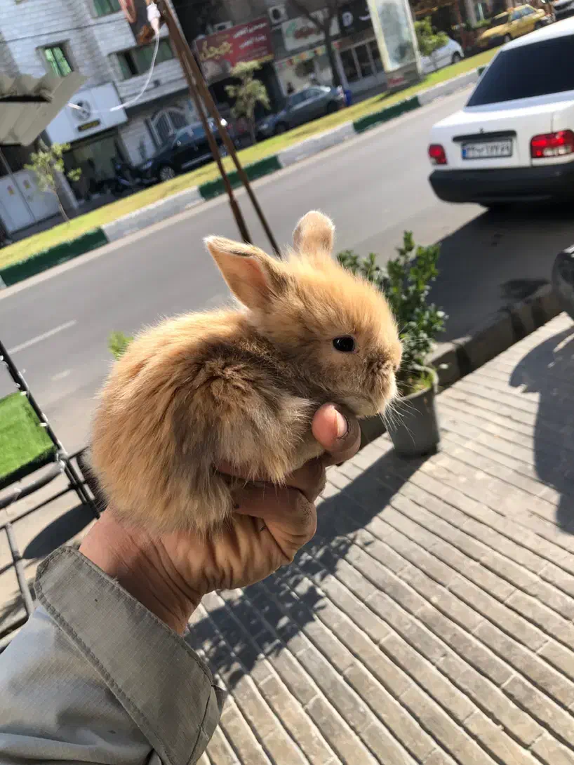 خرگوش لوپ|موش و خرگوش|گنبد کاووس, |دیوار