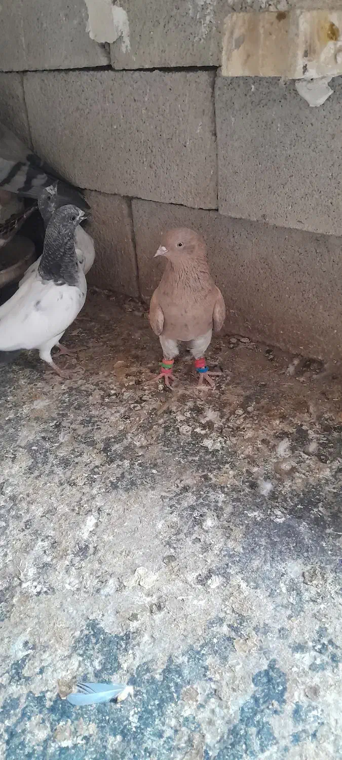 فروشی کله ای وچپی رامشیر|پرنده|بندر ماهشهر, |دیوار