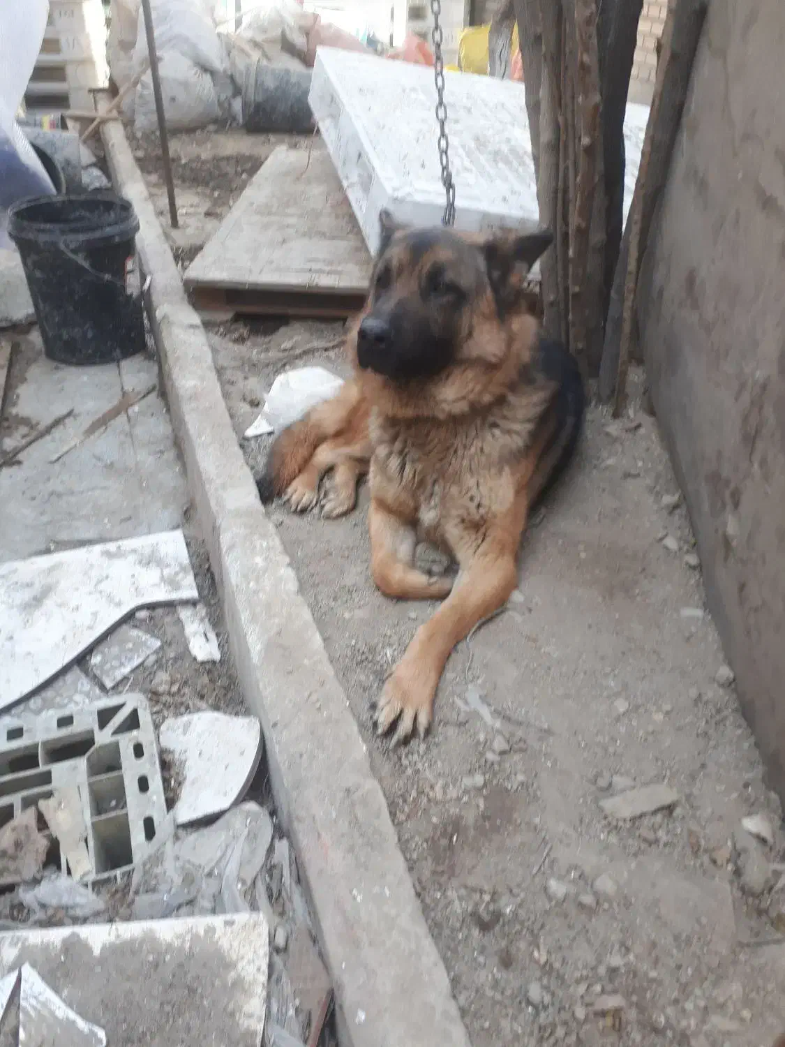 سگ ژرمن نگهبان|سگ|فشاپویه, |دیوار