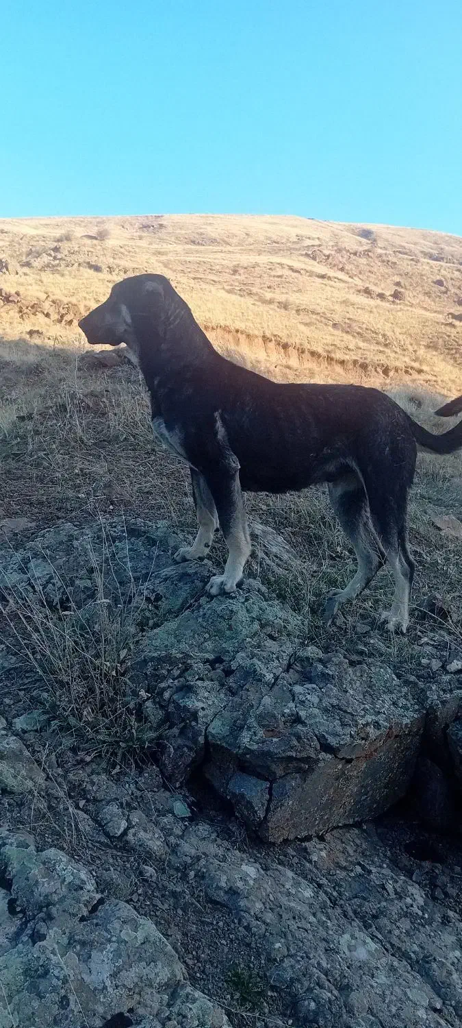 سگ ماده عراقی|سگ|مهربان, |دیوار