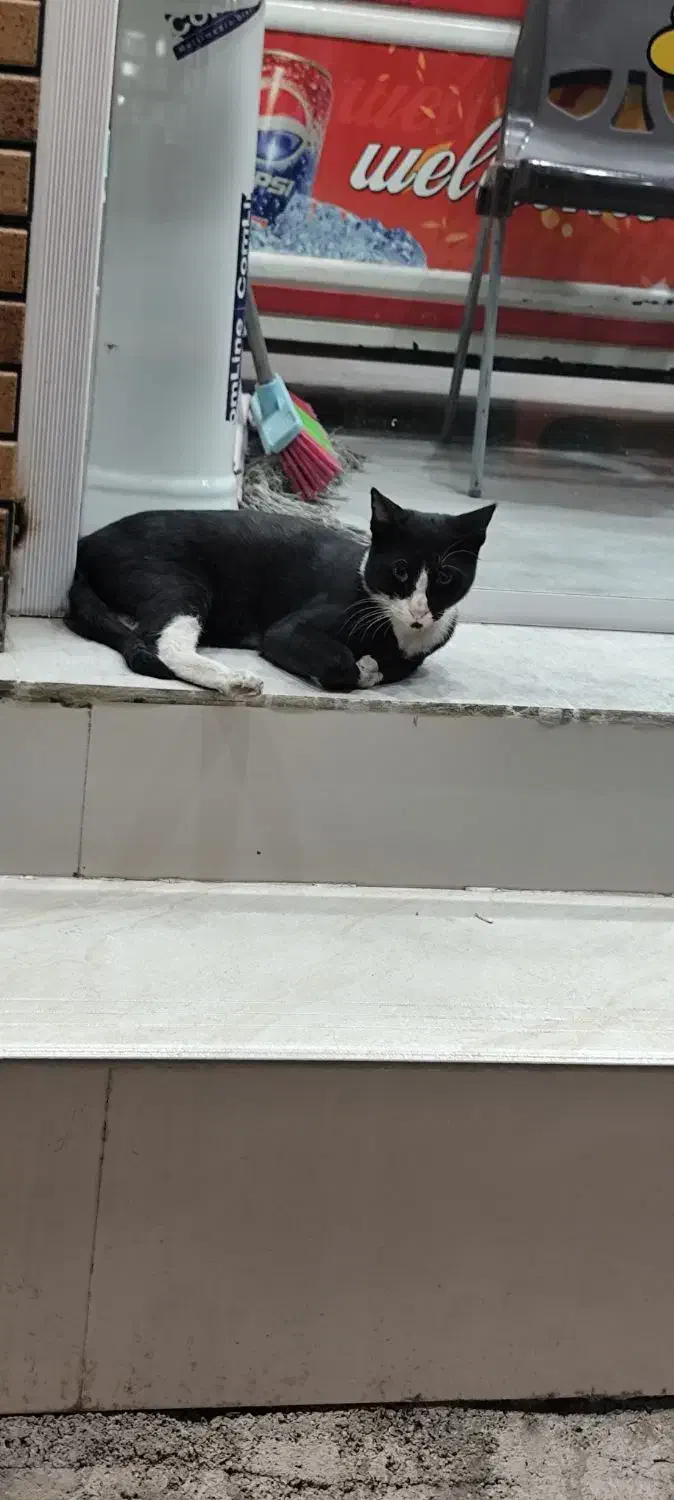 گربه خونگی پیدا شده|حیوانات|دهدشت, |دیوار