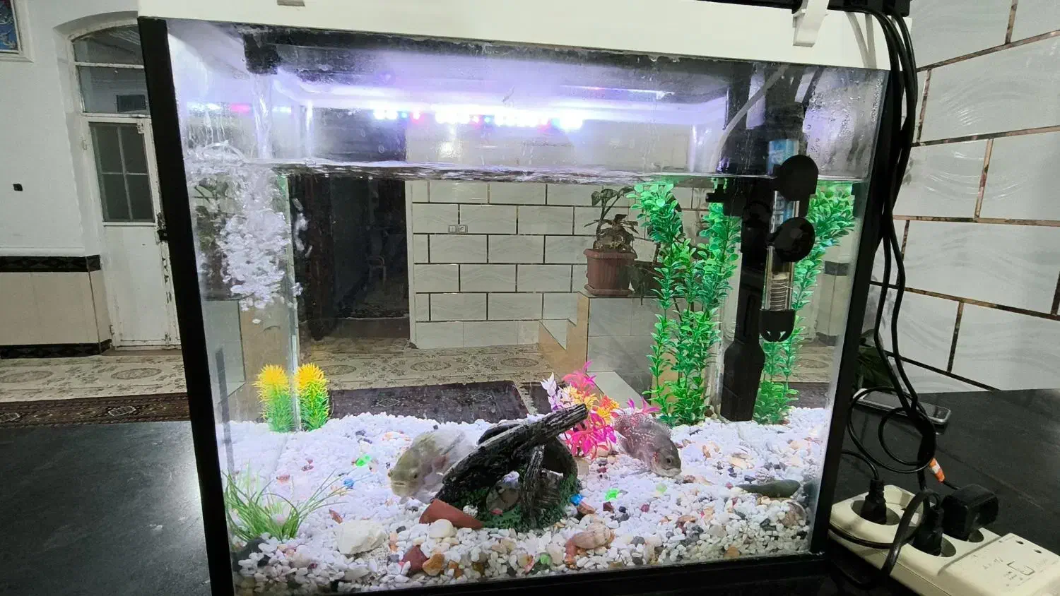 اکواریوم و ماهی|ماهی|یاسوج, |دیوار