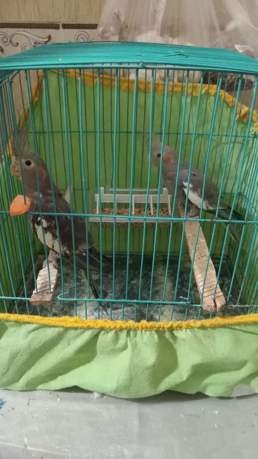 عروس هلندی یکی نر یکی ماده|پرنده|رشت, نظری|دیوار