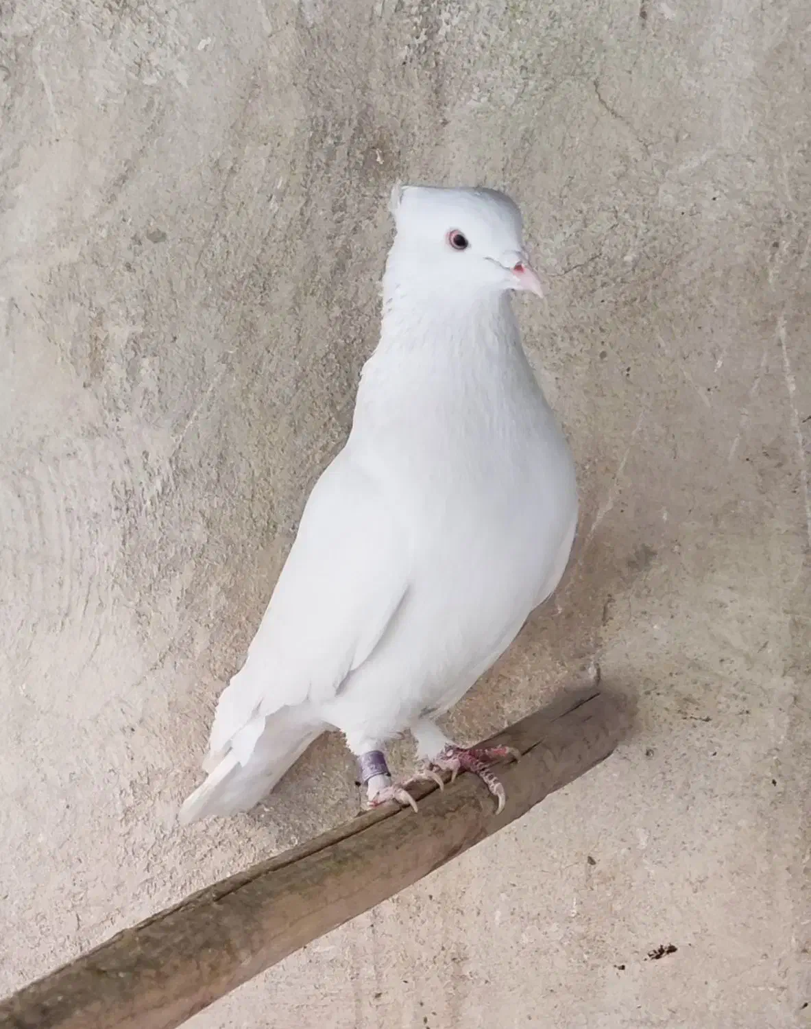 کفتر کبوتر گرفتنی سرور چاپی کاکلی پاپر شازده سرور|پرنده|تهران, دولاب|دیوار