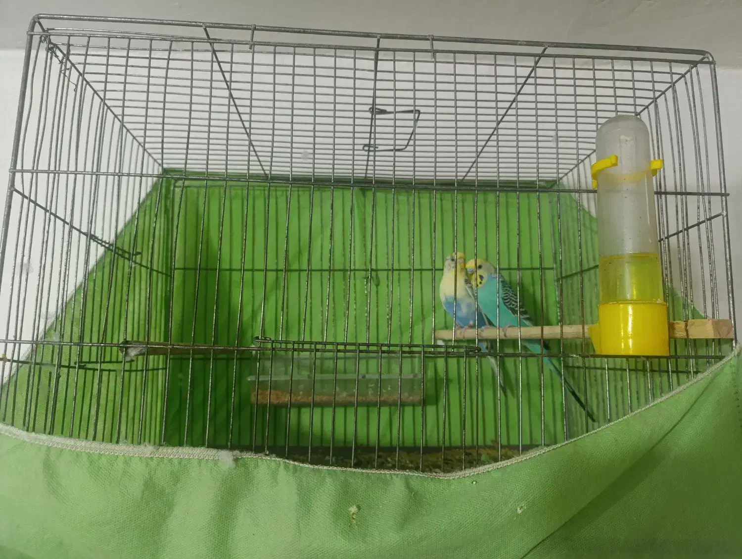 مرغ عشق|پرنده|کرج, فاز ۵ مهرشهر|دیوار