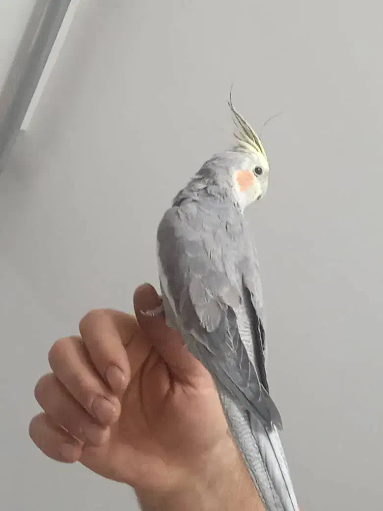 عروس هلندی زیبا و خوش صدا|پرنده|بوکان, |دیوار