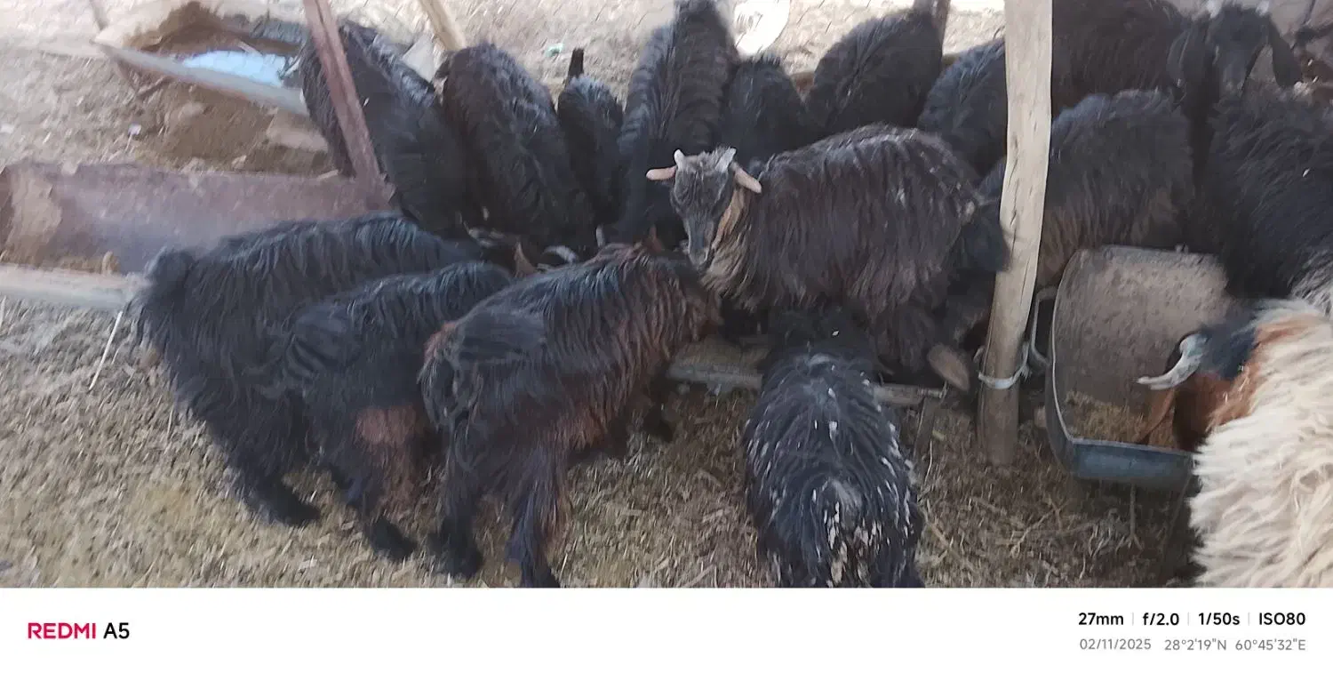 سلام|حیوانات مزرعه|خاش, |دیوار