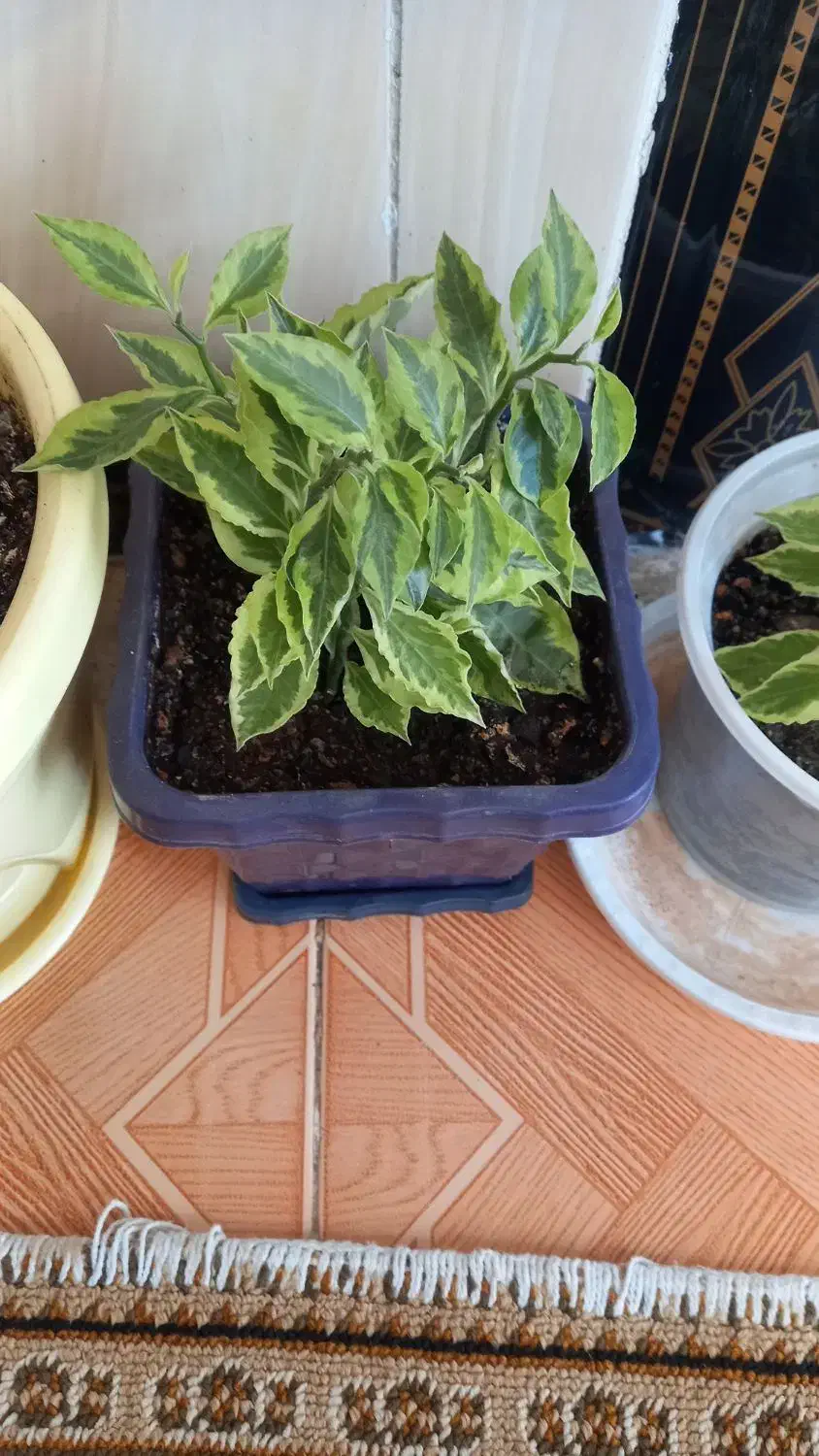 گل های پدیلانتوس|گل و گیاه طبیعی|کرمانشاه, |دیوار