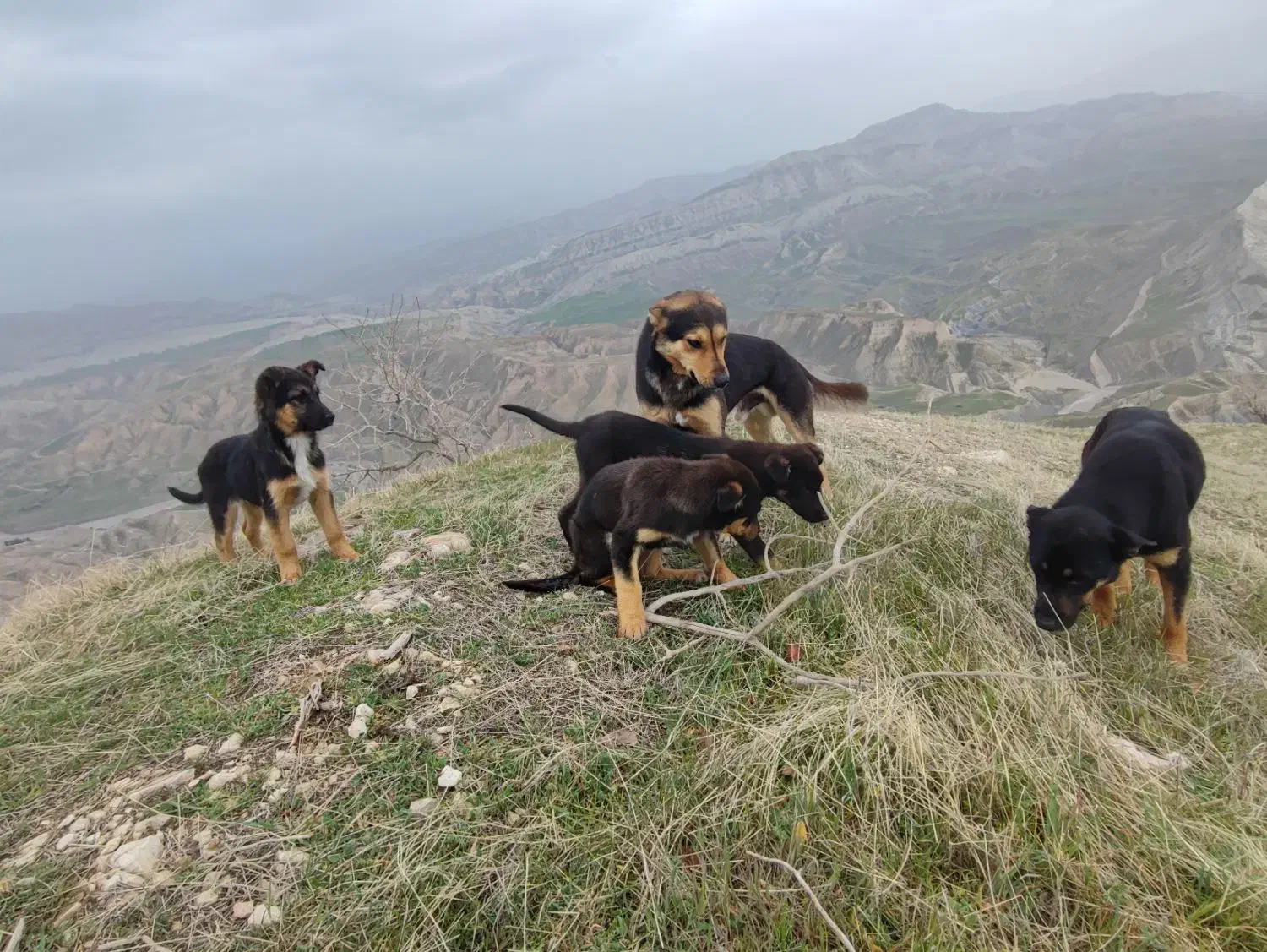 سگ گمشده|حیوانات|چوار, |دیوار