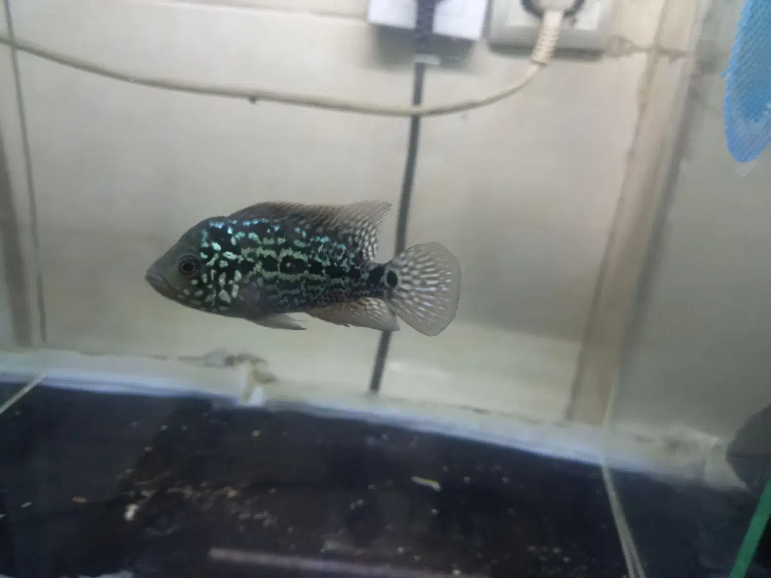 سالن تکثیر و پرورش ماهی زینتی|ماهی|کرج, حصارک پایین|دیوار