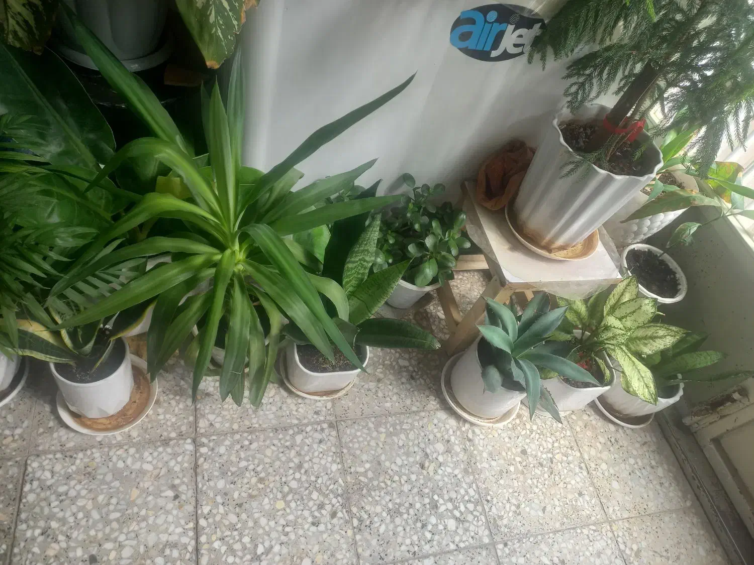 گل طبیعی|گل و گیاه طبیعی|شهرکرد, |دیوار