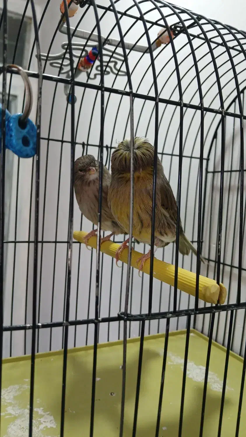 قناری گلستر اورجینال اورجینال نروماده|پرنده|بروجرد, |دیوار