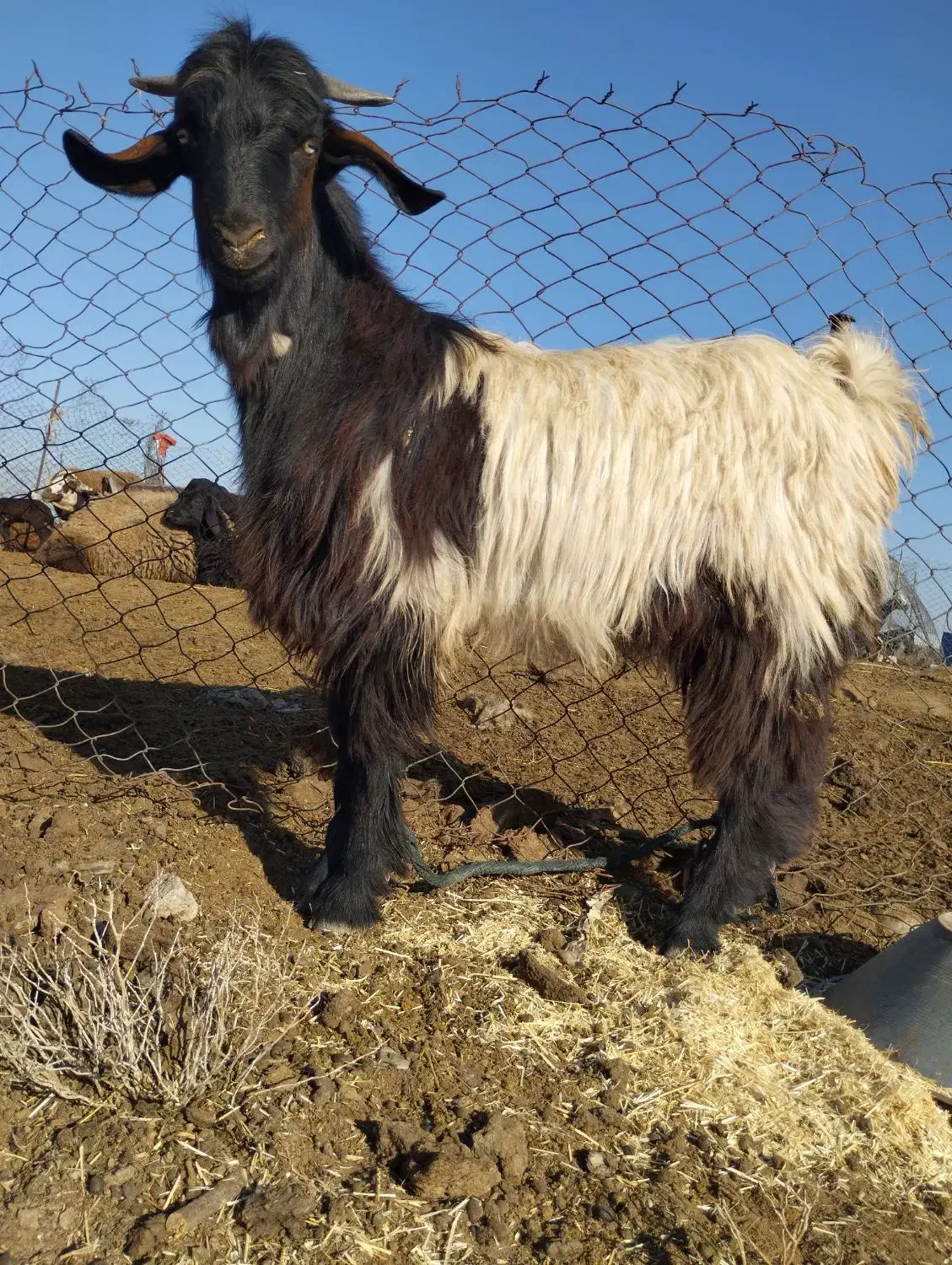 بیگ نر|حیوانات مزرعه|شوش, |دیوار