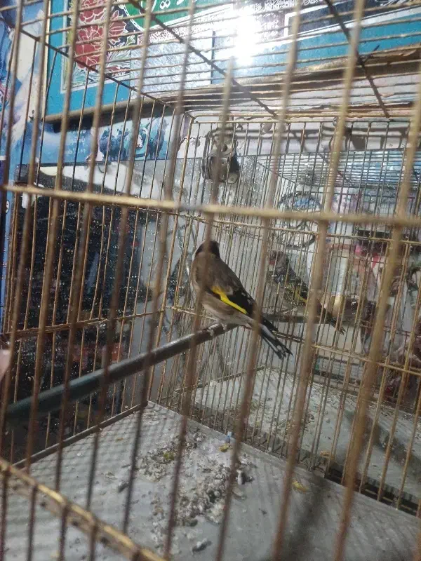 سهره قناری|پرنده|اردبیل, |دیوار