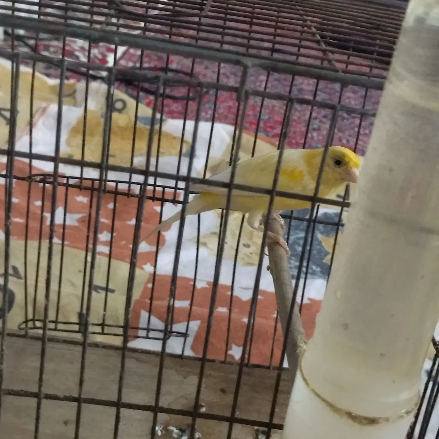 یک عدد قناری نر|پرنده|پارسآباد, |دیوار