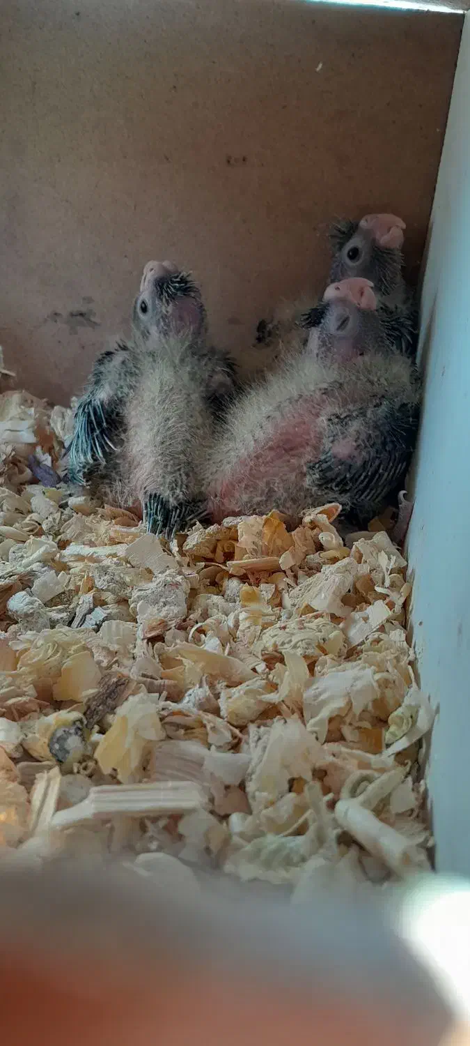 یک جفت عروس هلندی همرا ۳ عدد جوجه بزرگ|پرنده|تهران, استخر|دیوار