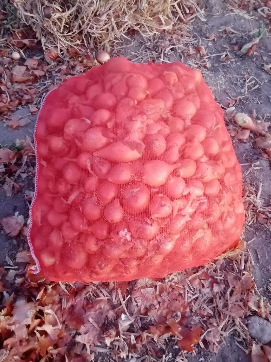 فروش پیاز ریز پیاز زرد هس|خوردنی و آشامیدنی|بناب, |دیوار