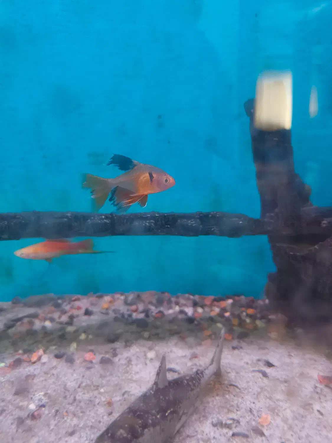 ماهی آکواریومی|ماهی|اردبیل, |دیوار