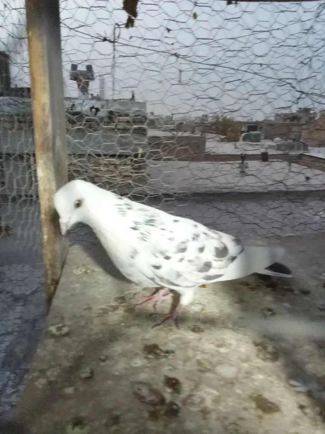 مادر تهرونی چشم تابتا|پرنده|فلاورجان, |دیوار