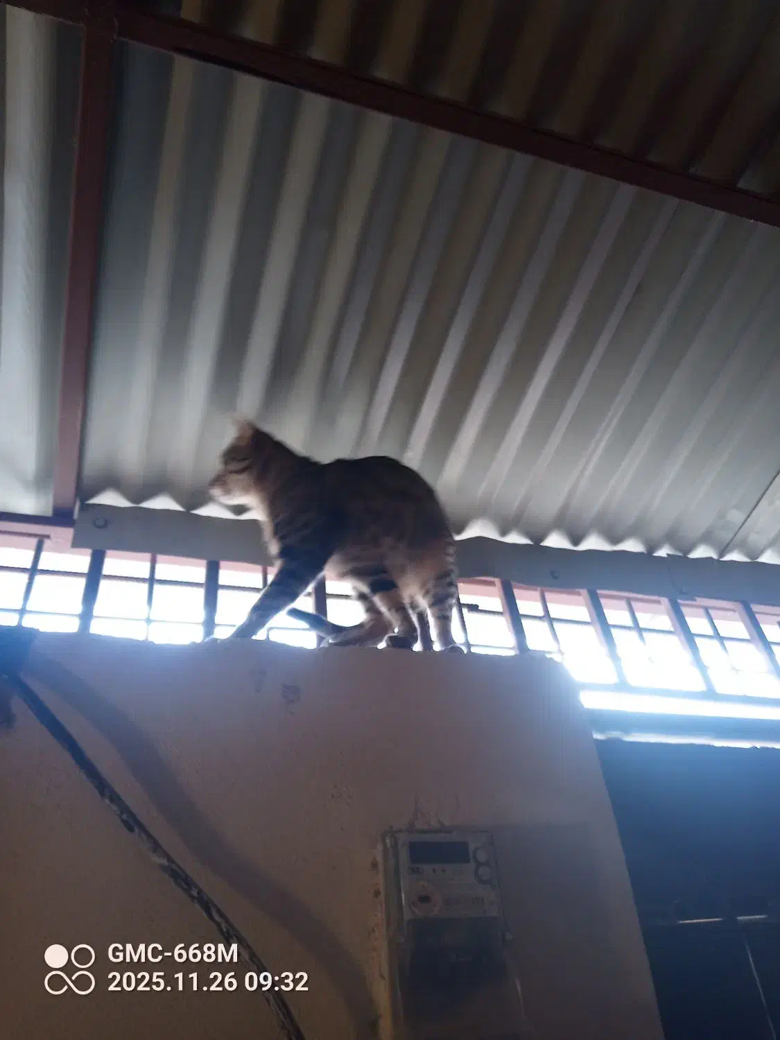 واگذاری ۴ گربه|گربه|اردبیل, |دیوار