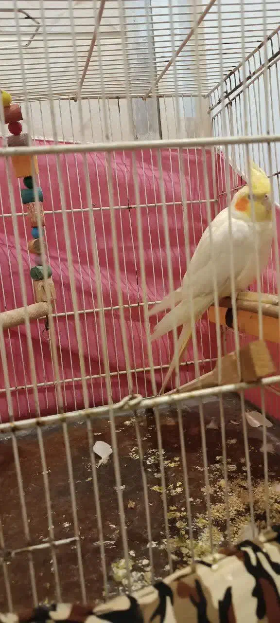 عروس هلندی|پرنده|مشهد, شهرک ابوذر|دیوار