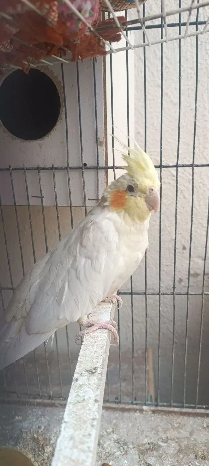 عروس هلندی|پرنده|پرند, فاز ۴|دیوار