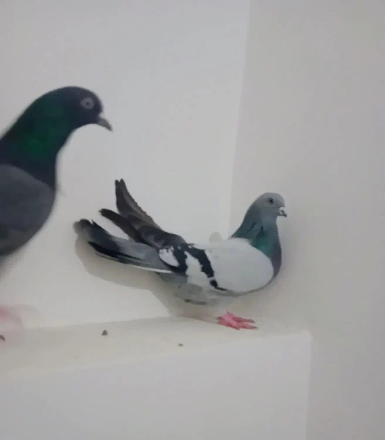 دوتا سبز|پرنده|اردبیل, |دیوار