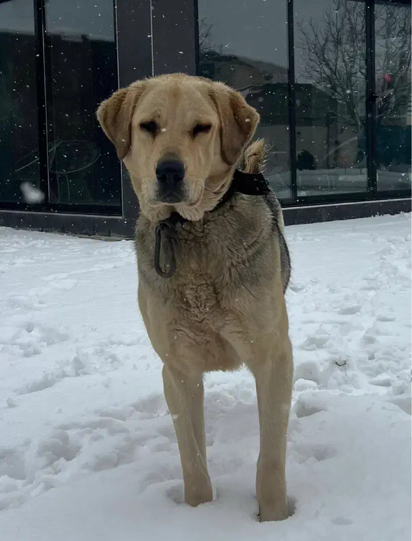 سگ گمشده|حیوانات|ارومیه, |دیوار