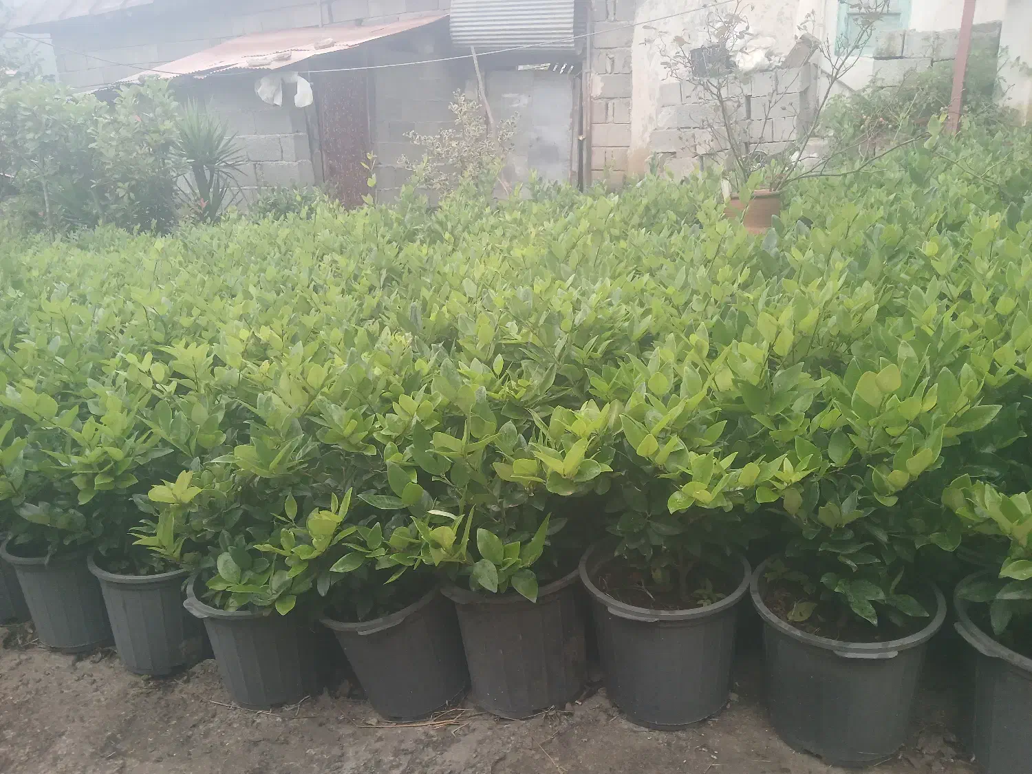 یاس هلندی|گل و گیاه طبیعی|کلاچای, |دیوار