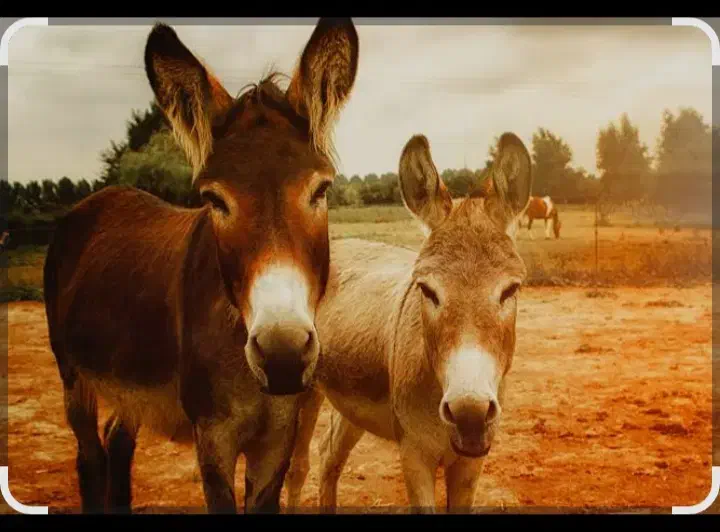 دوتا الاغ ...نر و ماده|حیوانات مزرعه|ایذه, |دیوار