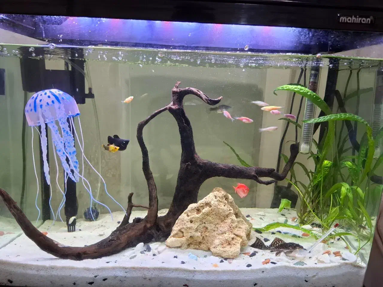 آکواریوم شرکتی ماهیران شیشه خم|ماهی|رشت, پاستوریزه|دیوار