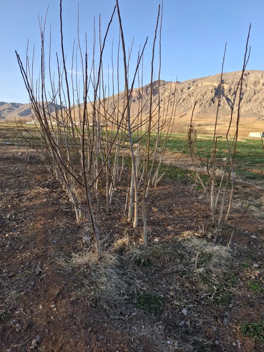 درخت گردو|خدمات باغبانی و درختکاری|فیروزآباد (لرستان), |دیوار