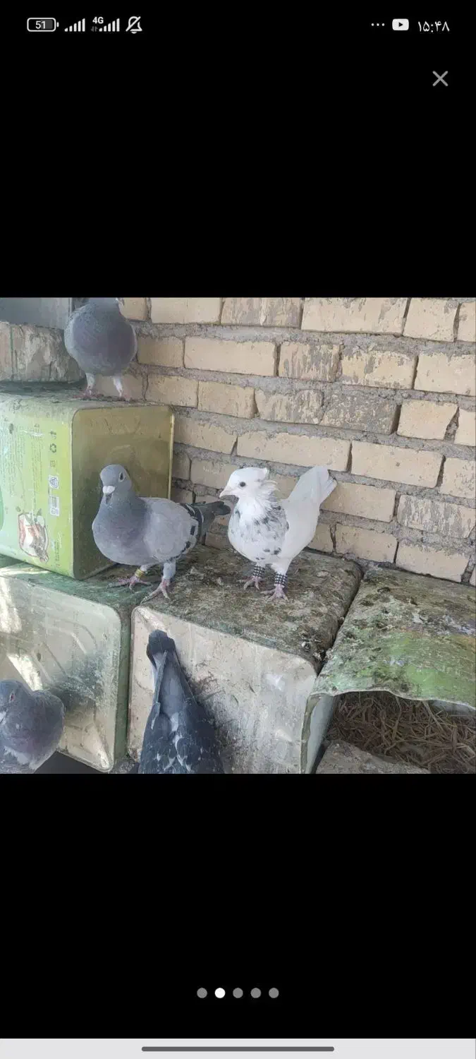 توضیحات بخون بعد پیام بده|پرنده|لوداب, |دیوار