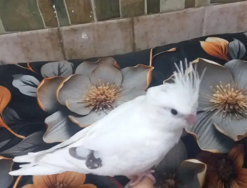 عروس هلندی البینو تک خال|پرنده|خرمشهر, |دیوار