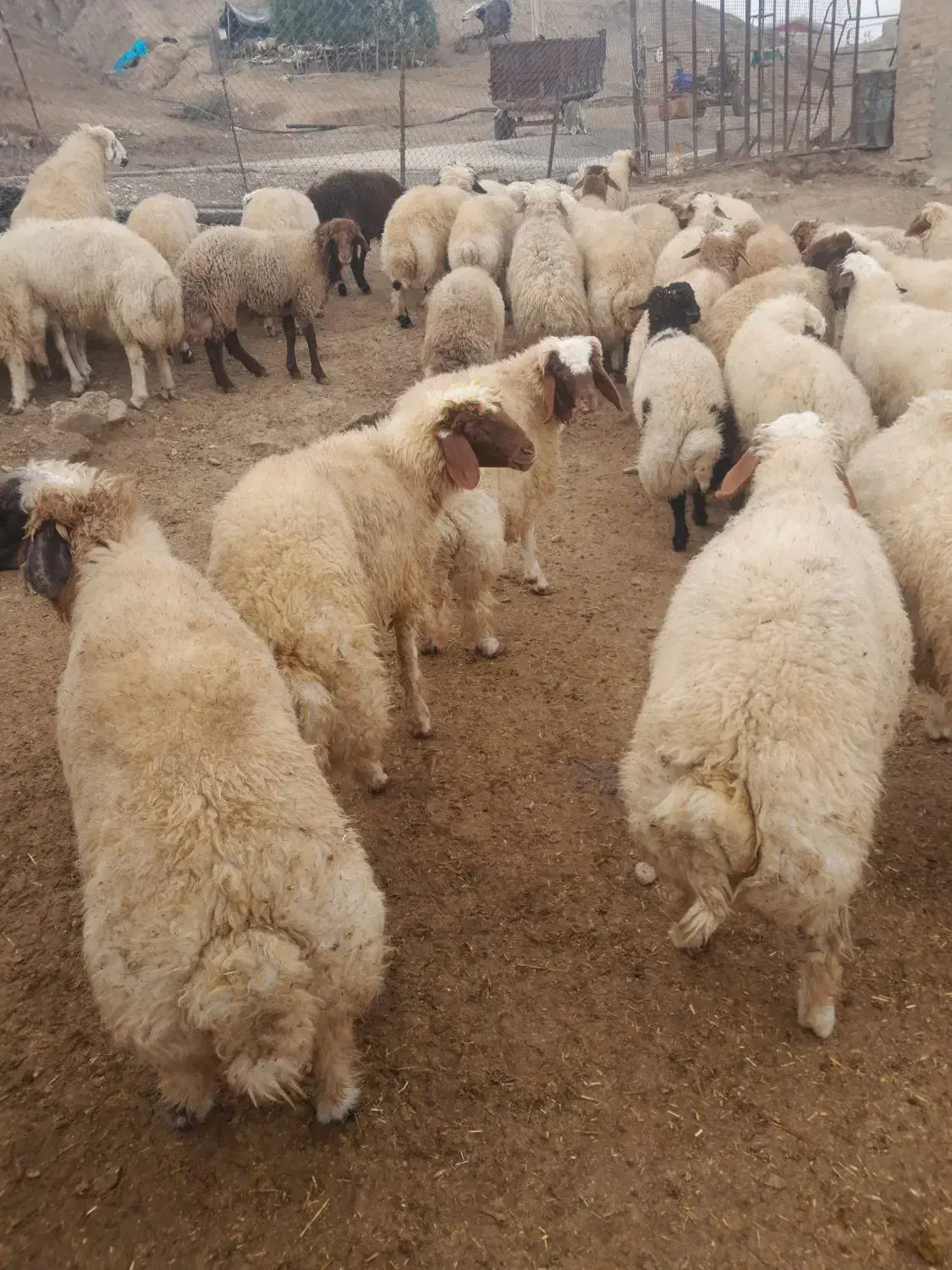 بره پروار|حیوانات مزرعه|دره شهر, |دیوار