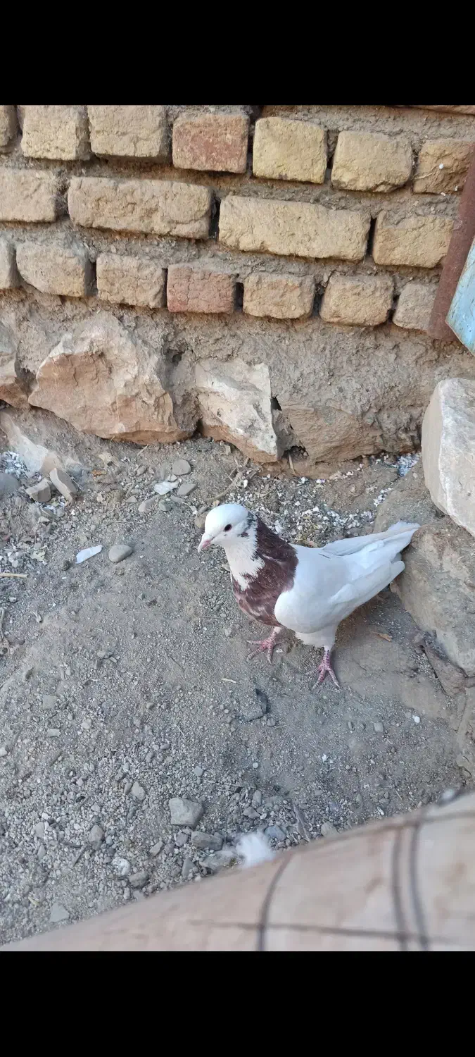 کبوتر طوقی|پرنده|ازنا, |دیوار