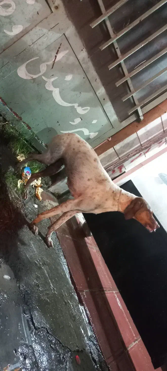 سگ شکاری|سگ|تالش, طولارود|دیوار