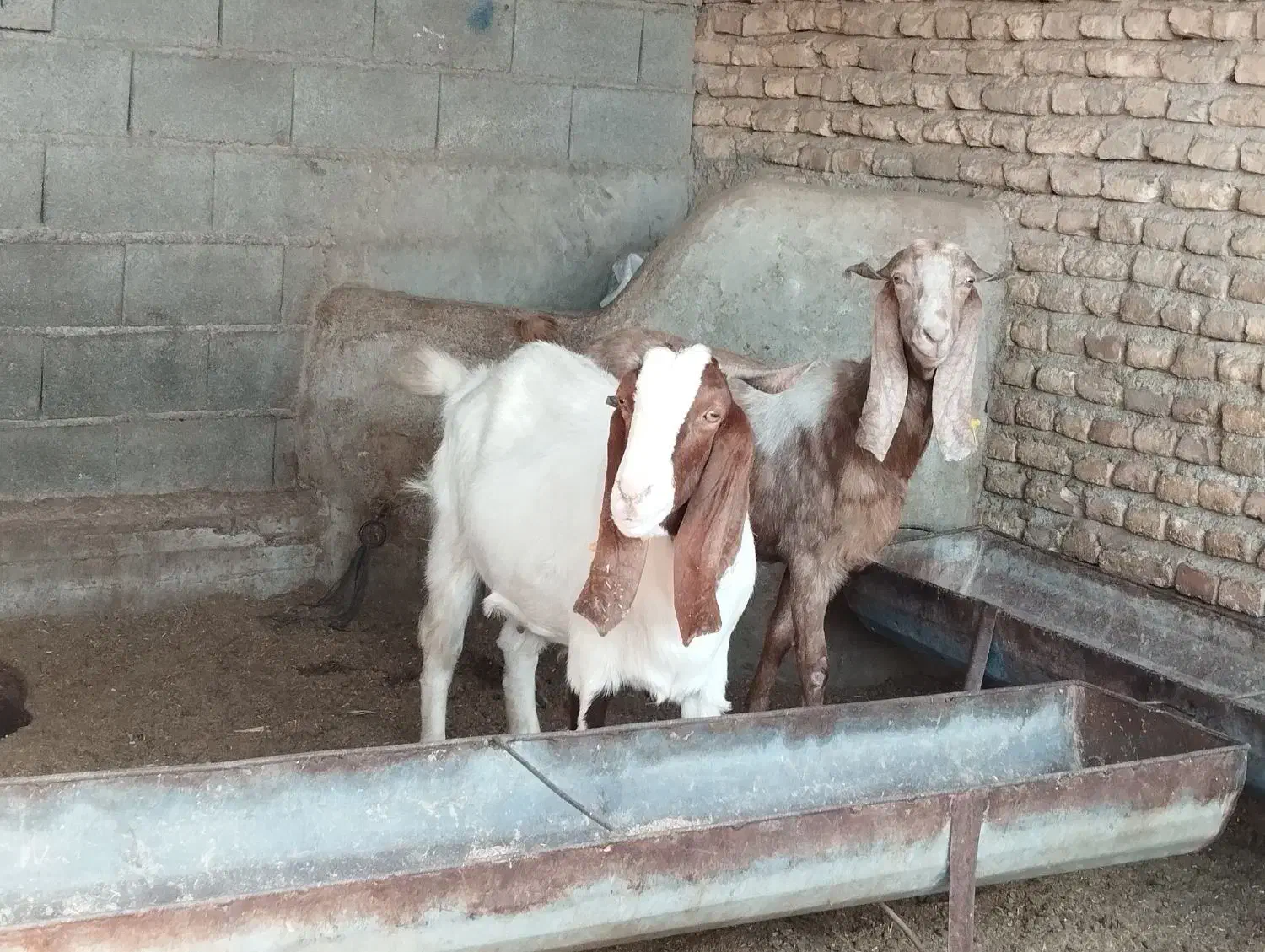 جفت بز ماده آبست|حیوانات مزرعه|سیمین شهر, |دیوار